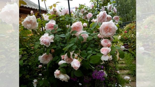Barbara Austin Rose смотреть онлайн
