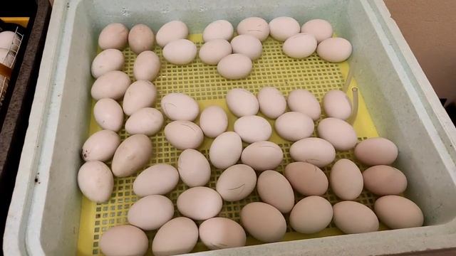 МУСКУСНЫЕ УТКИ ТЯЖЕЛОЙ ЛИНИИ.! НАЧАЛО ВЫВОДА, МУСКУСНЫЕ УТКИ. КАК ВЫВЕСТИ УТЯТ В ИНКУБАТОРЕ, ТЕПЛУШ смотреть онлайн