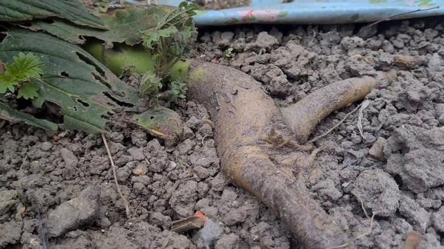 Режу и укладываю на грядку. Обход моего клочка земли смотреть онлайн