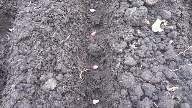 Как посадить озимый чеснок бульбочками? Очень просто! Показываю. смотреть онлайн