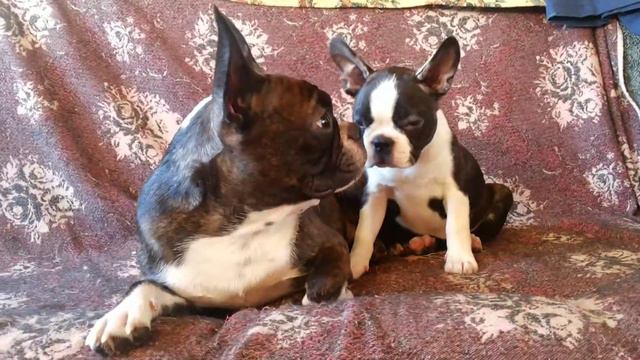 Бостон терьер. питомник `БОН ФО ШОУ` - Сола и мама смотреть онлайн