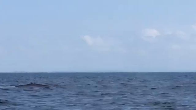 Притяжение_Шриланка смотреть онлайн