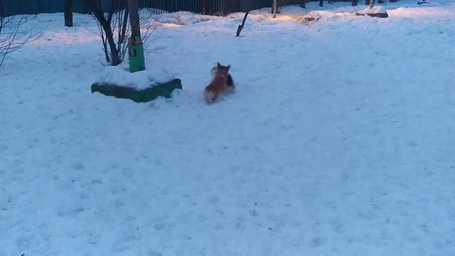 Вельш корги пемброк зимой на улице