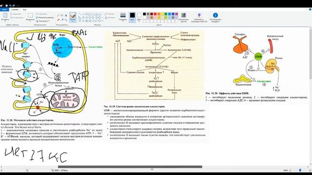Регуляция водно-солевого обмен. АДГ. Альдостерон. Ренин. Ангиотензин. РААС. ПНФ смотреть онлайн