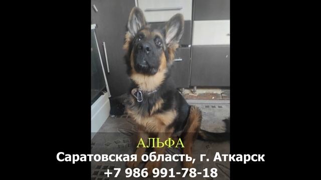 Пропала собака! АЛЬФА. Саратовская область, г. Аткарск смотреть онлайн
