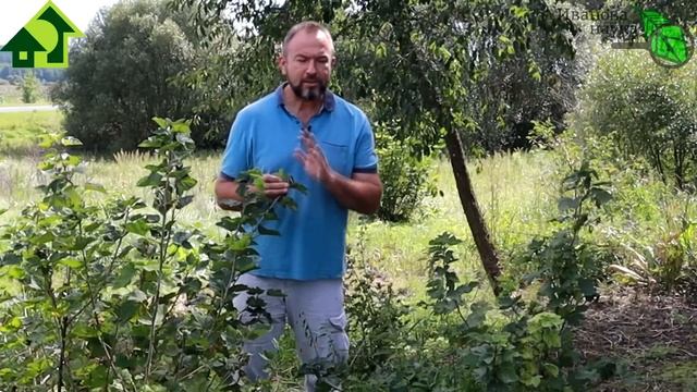 СОРНЯКИ СГОРЯТ ЗА ДЕНЬ! Вытравливаем сорняки прямо из кустов безопасным способом: и сныть, и вьюнок смотреть онлайн