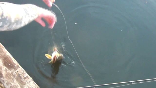 Супер клев щуки на поверхностные воблеры. Рыбалка в Кучурганах Дашкины Пруды смотреть онлайн