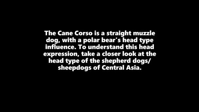 ITALIAN CANE CORSO - Only one is real!!! смотреть онлайн