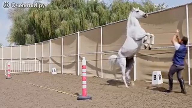 Самая красивая лошадь смотреть онлайн