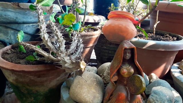 How to grow euphorbia milii cutting . смотреть онлайн