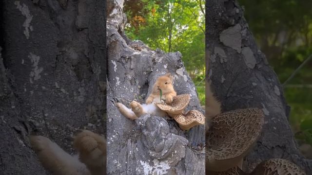 A cute little bunny sleeping on a mushroom смотреть онлайн