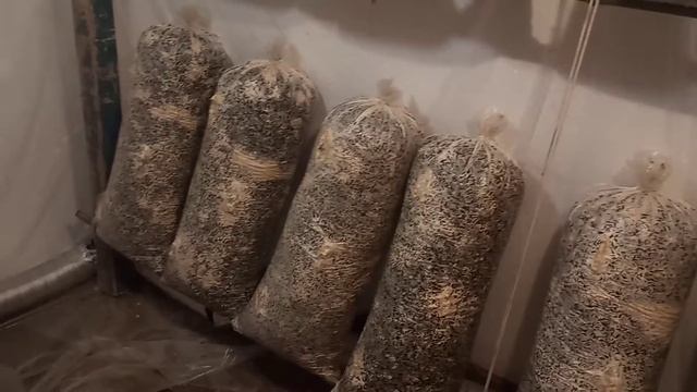 После сбора смотреть онлайн