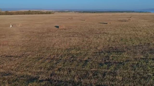 Первое в мире AIRSHOW на воздушном шаре с пилоном смотреть онлайн