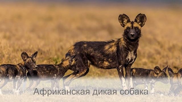 Самые древние и дикие собаки, которые живут в природе и не признают человека смотреть онлайн