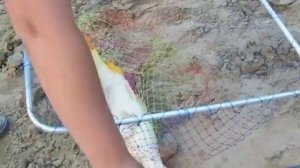 Нежданный сазан.mp4