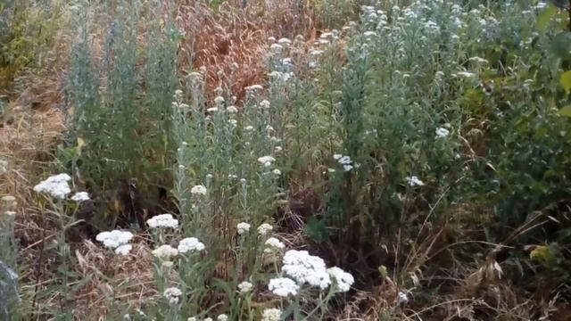 14 июля. Летние Кузьминки. ОПУСТИТЕ МОНЕТУ В СВЯТУЮ ВОДУ/Народные приметы смотреть онлайн