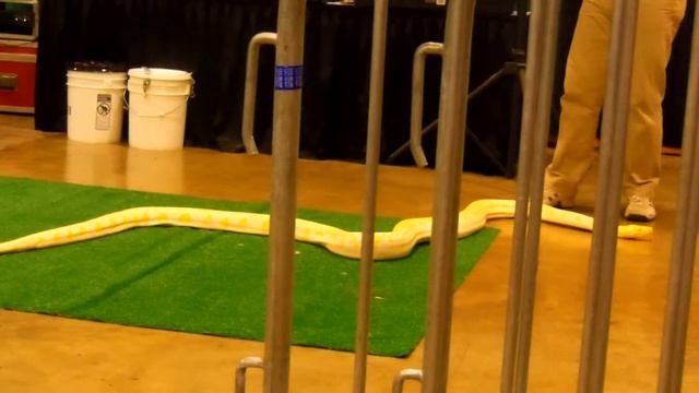 Blond Python Displayed - 10 feet long ! (3) смотреть онлайн