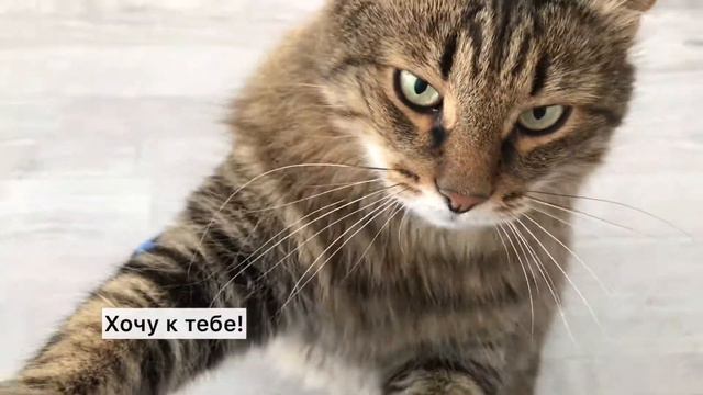 Этот кот умеет разговаривать! Приколы с животными Смешные животные Смешные коты смотреть онлайн