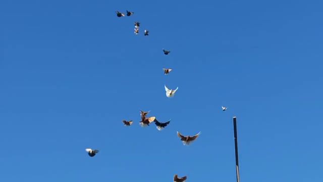 Николаевские голуби Воронежская область смотреть онлайн