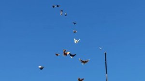 Николаевские голуби Воронежская область