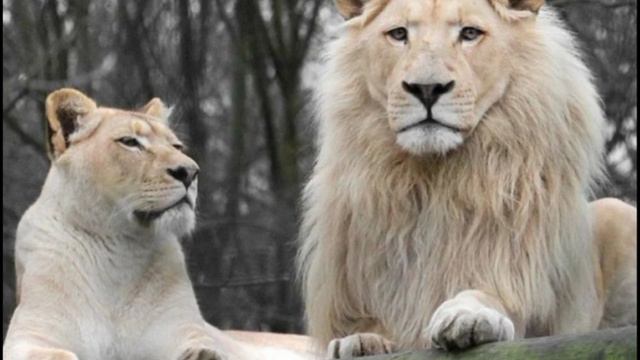 Лев Чёрный Сын Беловым Лева