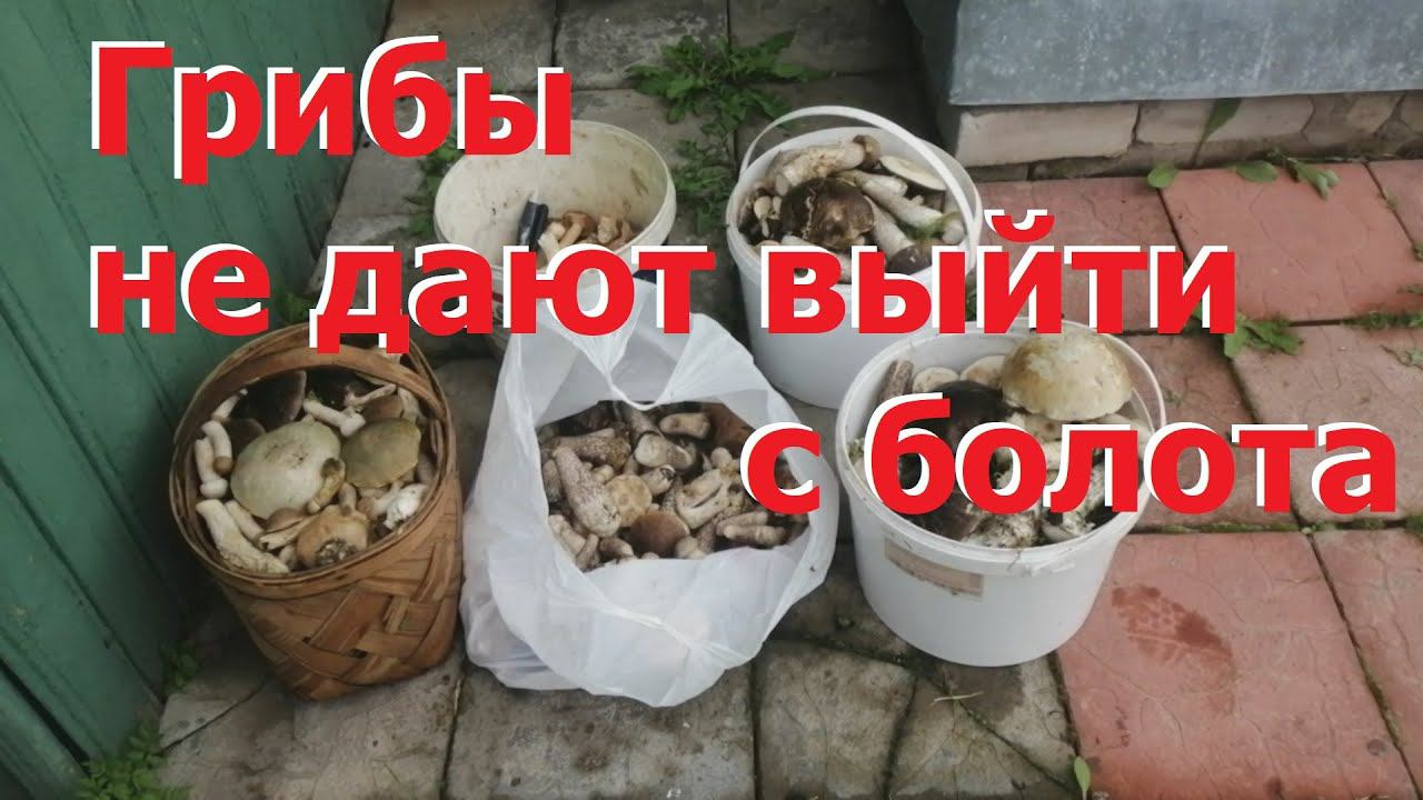 Прошедший отпуск - грибы не дают выйти с болота