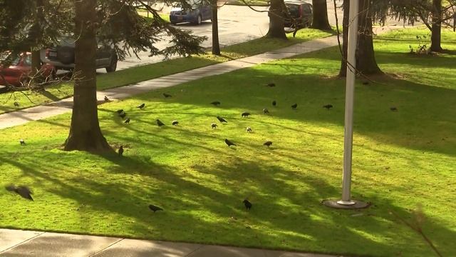 American Crows. Американская ворона (1299sp) смотреть онлайн