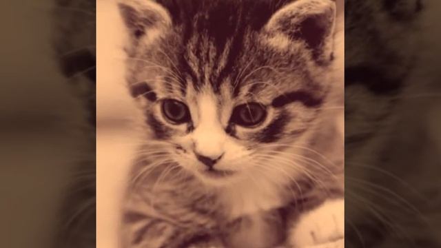 Няшные картинки животных и хипстерские картинки смотреть онлайн