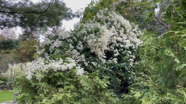 秋天开花的铁线莲，开花多、花期长、有香味 - 秋甜甜 Sweet Autumn Clematis смотреть онлайн