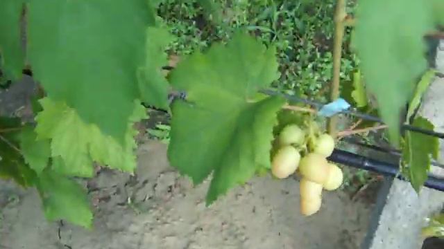 Кисти Пикасо смотреть онлайн