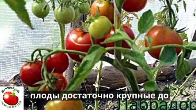 Обзор урожайных сортов томатов для открытого грунта смотреть онлайн