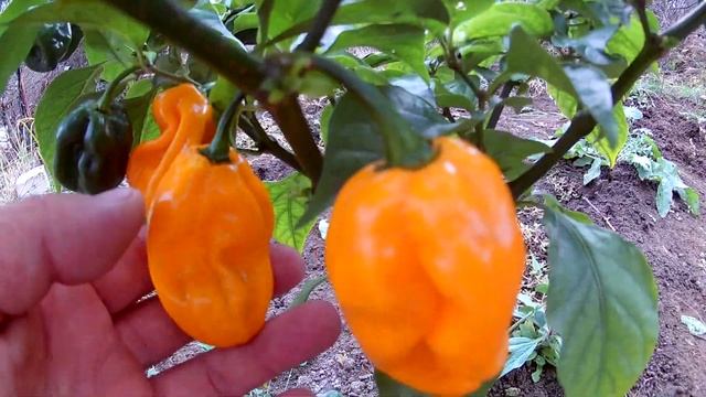 Habanero Big Sun. Хабанеро Большое солнце смотреть онлайн