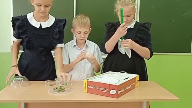 Как сделать муравьиную ферму смотреть онлайн