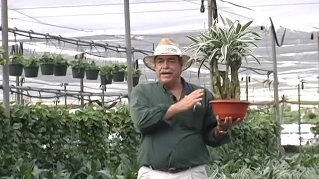 Dracaena Character Bonsai Stumps 2-20-14 смотреть онлайн