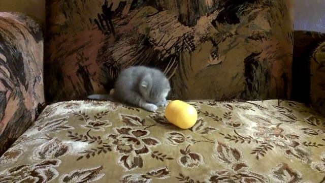 КОТЁНОК!!! Подарок на Новый год! смотреть онлайн