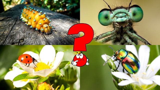 Насекомые для детей. Развивающее видео для малышей. Изучаем названия и виды насекомых.