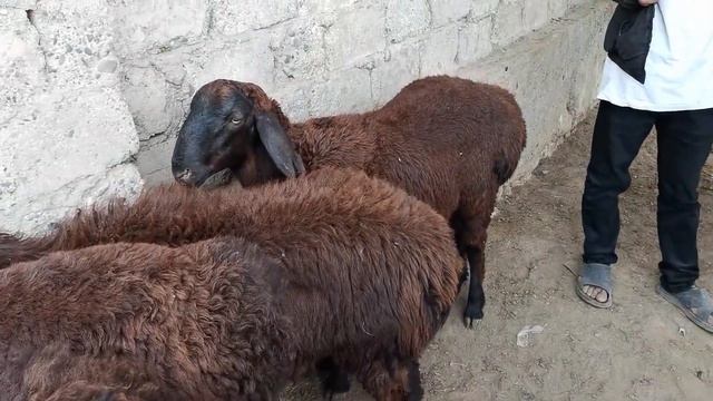 молбозори чузи шахринав нархи гови ширте ва гусфанд бара совлуқ бука савдо.... 19.06.2020 смотреть онлайн