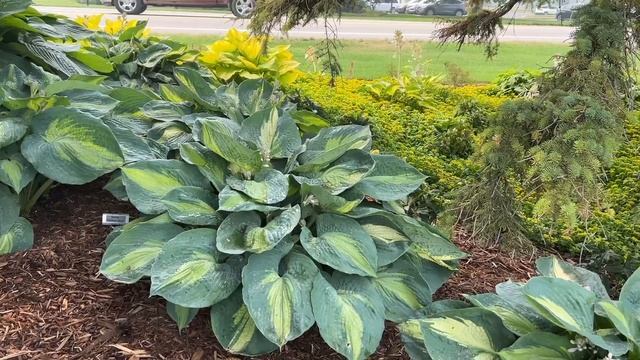 Hosta Comparison смотреть онлайн