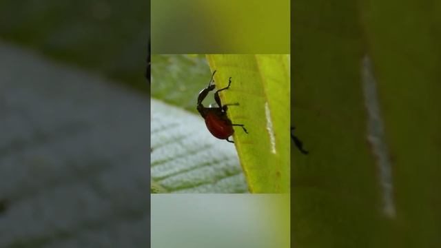 Зачем жук-жираф крутит голубцы? смотреть онлайн