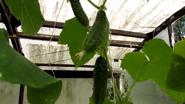 08.08.2020. Тепличный Эликсир для роста растений и защиты их от болезней (часть 10)... смотреть онлайн