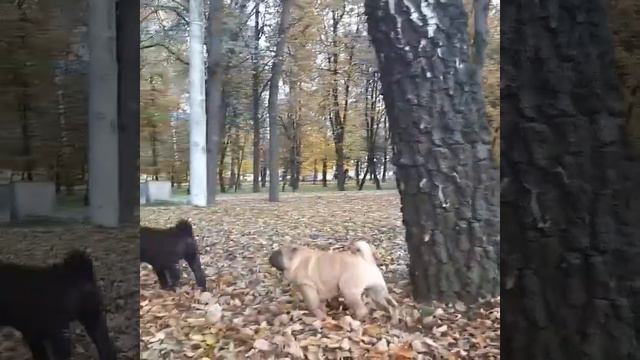 Щенки шарпея смотреть онлайн