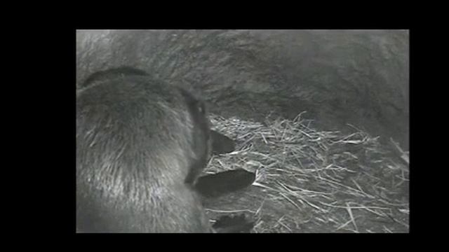 Прямая трансляция пользователя Zapovednik Vrn смотреть онлайн