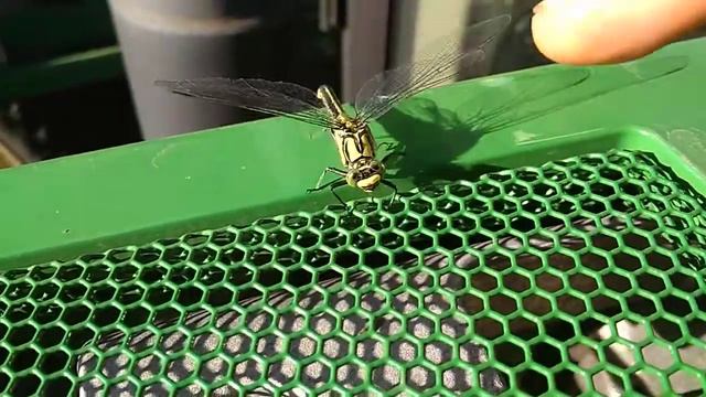 Ручная стрекоза