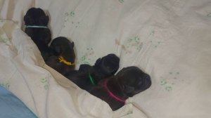 Как принять роды, у мелких пород собак