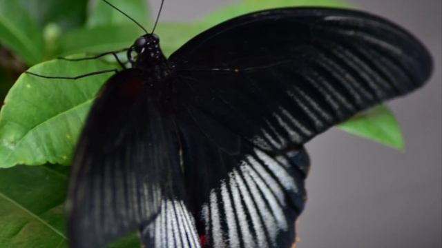 Tarot reading|तितलियों का दिखना क्या आपके लिए कोई spiritual message तो नहीं|Black butterfly смотреть онлайн