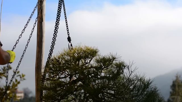 Niwaki to Bonsai, a Pinus nigra story - Arkefthos Bonsai смотреть онлайн