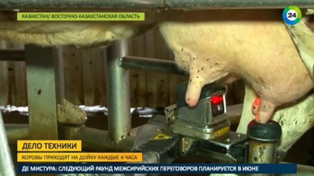 В Казахстане доярок сменил искусственный интеллект