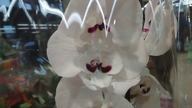 ‼️Чудеса...Дикий Персик???в Евроспаре?пр.Героев(20.04.2022) смотреть онлайн