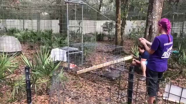 Shiloh Bobcat is coming home from Funcation! Servie the Serval goes on Funcation! 02 06 2020 смотреть онлайн