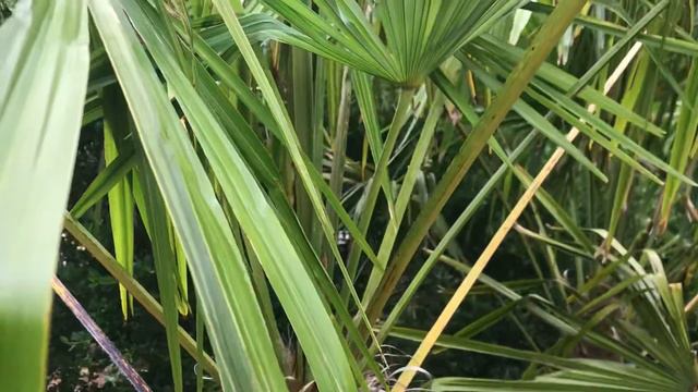 Trachycarpus fortunei- shade grown vs sun grown смотреть онлайн